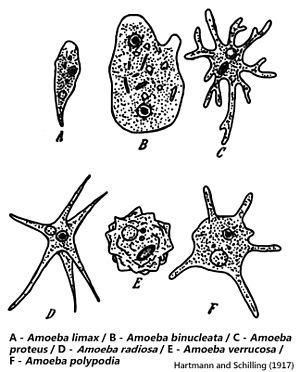 Skets wat sommige spesies van die genus Amoeba uitbeeld.